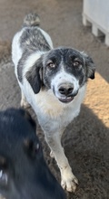 HOYA, Hund, Mischlingshund in Griechenland - Bild 5