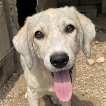 LIMJA, Hund, Mischlingshund in Griechenland - Bild 1