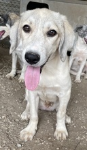 LIMJA, Hund, Mischlingshund in Griechenland - Bild 10