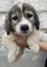 LIMJA, Hund, Mischlingshund in Griechenland - Bild 13