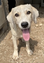 LIMJA, Hund, Mischlingshund in Griechenland - Bild 4