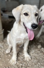 LIMJA, Hund, Mischlingshund in Griechenland - Bild 6