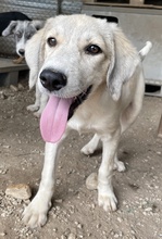 LIMJA, Hund, Mischlingshund in Griechenland - Bild 8