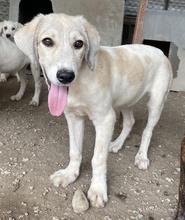 LIMJA, Hund, Mischlingshund in Griechenland - Bild 9