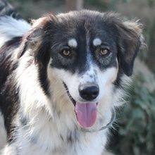 VALONCA, Hund, Mischlingshund in Griechenland - Bild 1