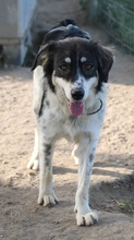 VALONCA, Hund, Mischlingshund in Griechenland - Bild 10