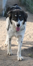 VALONCA, Hund, Mischlingshund in Griechenland - Bild 11