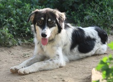 VALONCA, Hund, Mischlingshund in Griechenland - Bild 12