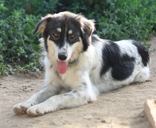 VALONCA, Hund, Mischlingshund in Griechenland - Bild 13