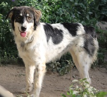 VALONCA, Hund, Mischlingshund in Griechenland - Bild 15