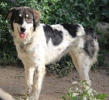 VALONCA, Hund, Mischlingshund in Griechenland - Bild 16