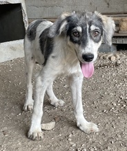 VALONCA, Hund, Mischlingshund in Griechenland - Bild 19