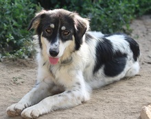 VALONCA, Hund, Mischlingshund in Griechenland - Bild 2