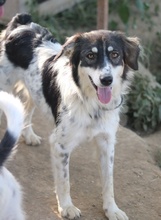 VALONCA, Hund, Mischlingshund in Griechenland - Bild 3