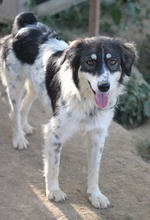 VALONCA, Hund, Mischlingshund in Griechenland - Bild 5