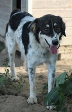 VALONCA, Hund, Mischlingshund in Griechenland - Bild 7