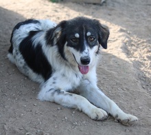 VALONCA, Hund, Mischlingshund in Griechenland - Bild 8