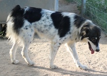 VALONCA, Hund, Mischlingshund in Griechenland - Bild 9