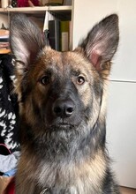 MILOW, Hund, Mischlingshund in Gummersbach - Bild 1