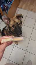 MILOW, Hund, Mischlingshund in Gummersbach - Bild 10