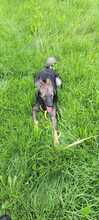 MILOW, Hund, Mischlingshund in Gummersbach - Bild 15