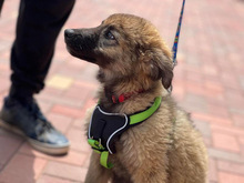 MILOW, Hund, Mischlingshund in Gummersbach - Bild 17