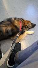 MILOW, Hund, Mischlingshund in Gummersbach - Bild 2