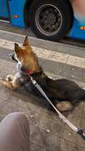 MILOW, Hund, Mischlingshund in Gummersbach - Bild 6