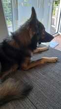 MILOW, Hund, Mischlingshund in Gummersbach - Bild 7