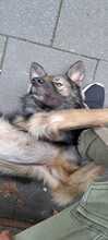 MILOW, Hund, Mischlingshund in Gummersbach - Bild 9