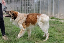 MAGO, Hund, Bernhardiner-Maremmano Abruzzese-Mix in Italien - Bild 14