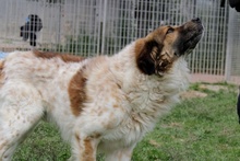 MAGO, Hund, Bernhardiner-Maremmano Abruzzese-Mix in Italien - Bild 16