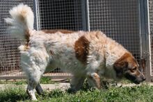 MAGO, Hund, Bernhardiner-Maremmano Abruzzese-Mix in Italien - Bild 20