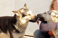 ULISSE, Hund, Deutscher Schäferhund-Mix in Italien - Bild 11