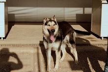 ULISSE, Hund, Deutscher Schäferhund-Mix in Italien - Bild 12