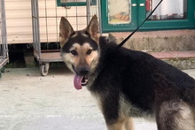 ULISSE, Hund, Deutscher Schäferhund-Mix in Italien - Bild 18