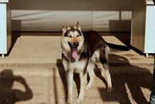 ULISSE, Hund, Deutscher Schäferhund-Mix in Italien - Bild 19