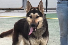 ULISSE, Hund, Deutscher Schäferhund-Mix in Italien - Bild 20