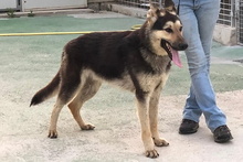 ULISSE, Hund, Deutscher Schäferhund-Mix in Italien - Bild 21