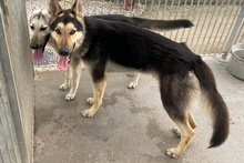 ULISSE, Hund, Deutscher Schäferhund-Mix in Italien - Bild 22