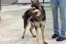 ULISSE, Hund, Deutscher Schäferhund-Mix in Italien - Bild 23