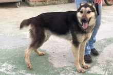 ULISSE, Hund, Deutscher Schäferhund-Mix in Italien - Bild 24