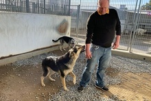 ULISSE, Hund, Deutscher Schäferhund-Mix in Italien - Bild 4