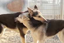 ULISSE, Hund, Deutscher Schäferhund-Mix in Italien - Bild 8