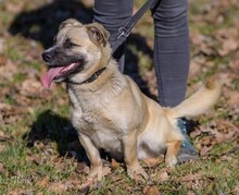 JAMAL, Hund, Mischlingshund in Polen - Bild 1