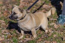 JAMAL, Hund, Mischlingshund in Polen - Bild 3