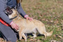 JAMAL, Hund, Mischlingshund in Polen - Bild 6