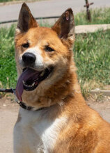 AKITA, Hund, Mischlingshund in Bulgarien - Bild 1