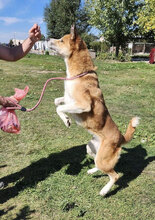 AKITA, Hund, Mischlingshund in Bulgarien - Bild 2
