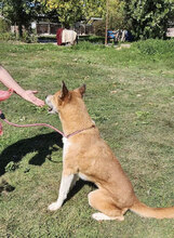 AKITA, Hund, Mischlingshund in Bulgarien - Bild 3